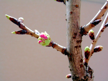 桜２・市川市のカイロプラクティック整体院の頂き物