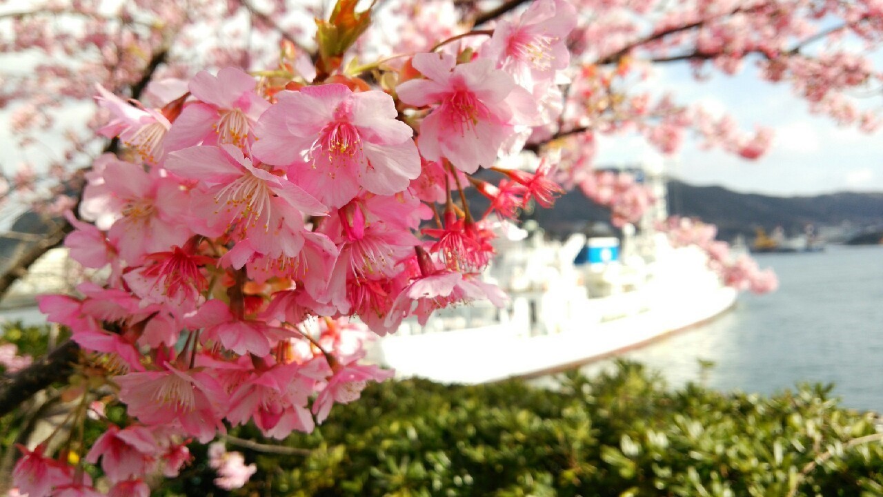 下田の河津桜