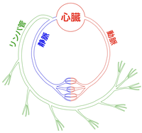 血管系とリンパ系 (1).png