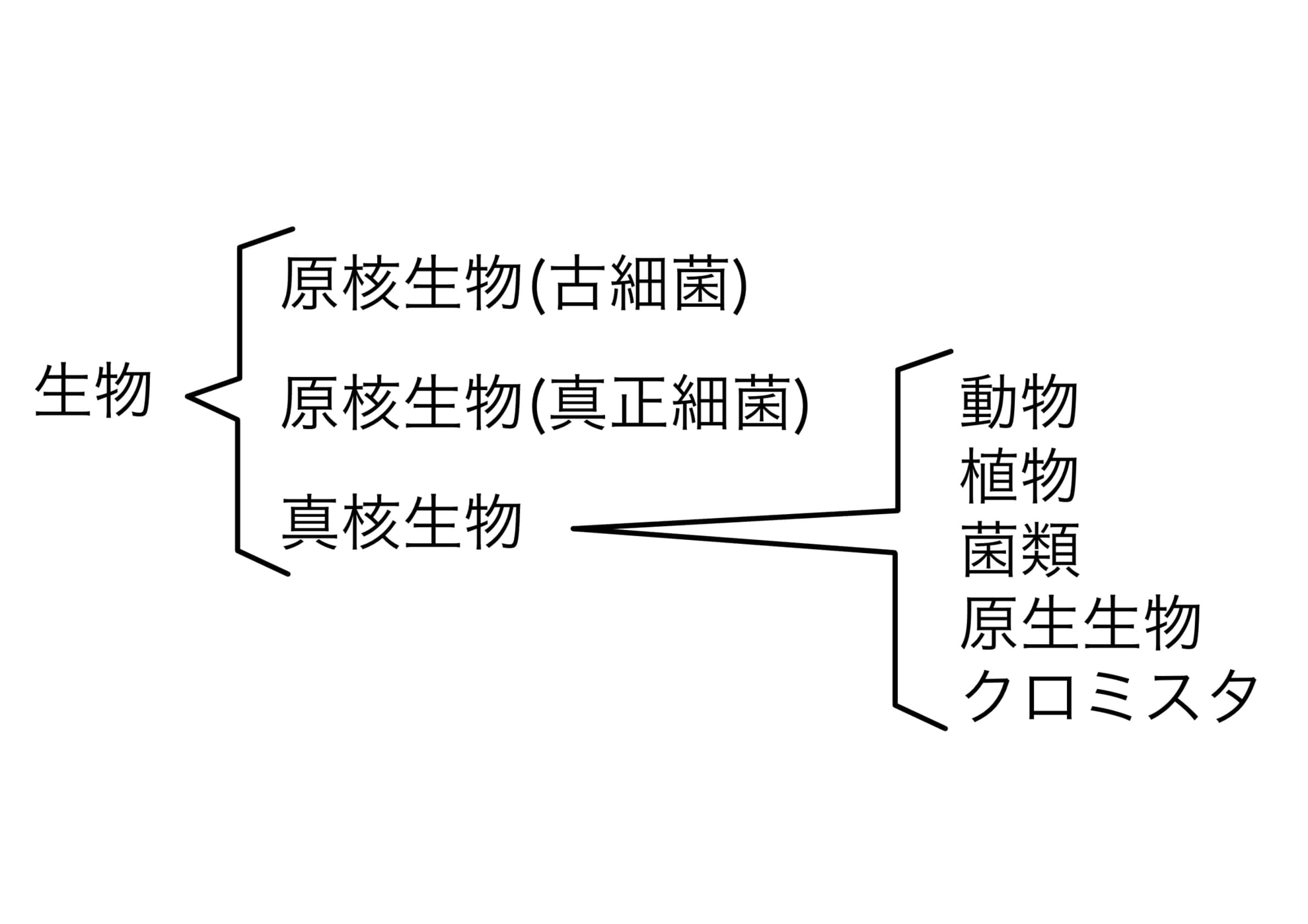 生物のドメイン｜市川整体院bodytalk.jpeg