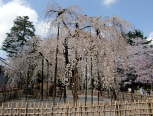 弘法寺伏姫桜