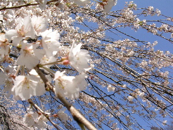 千葉県市川市のカイロプラクティック整体院のお花見　弘法寺枝垂桜２