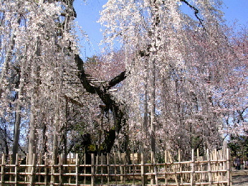 千葉県市川市のカイロプラクティック整体院のお花見　弘法寺枝垂桜１