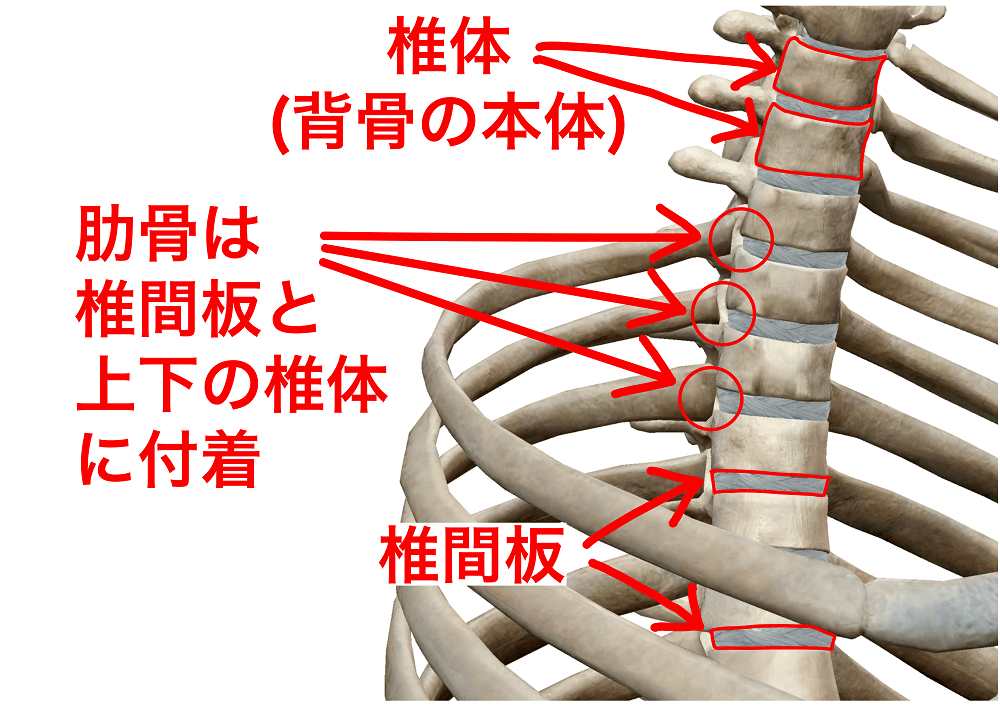 肋椎関節｜市川整体院bodytalk.png