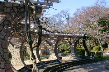 千葉県市川市のカイロプラクティック整体院のお花見　里見公園２