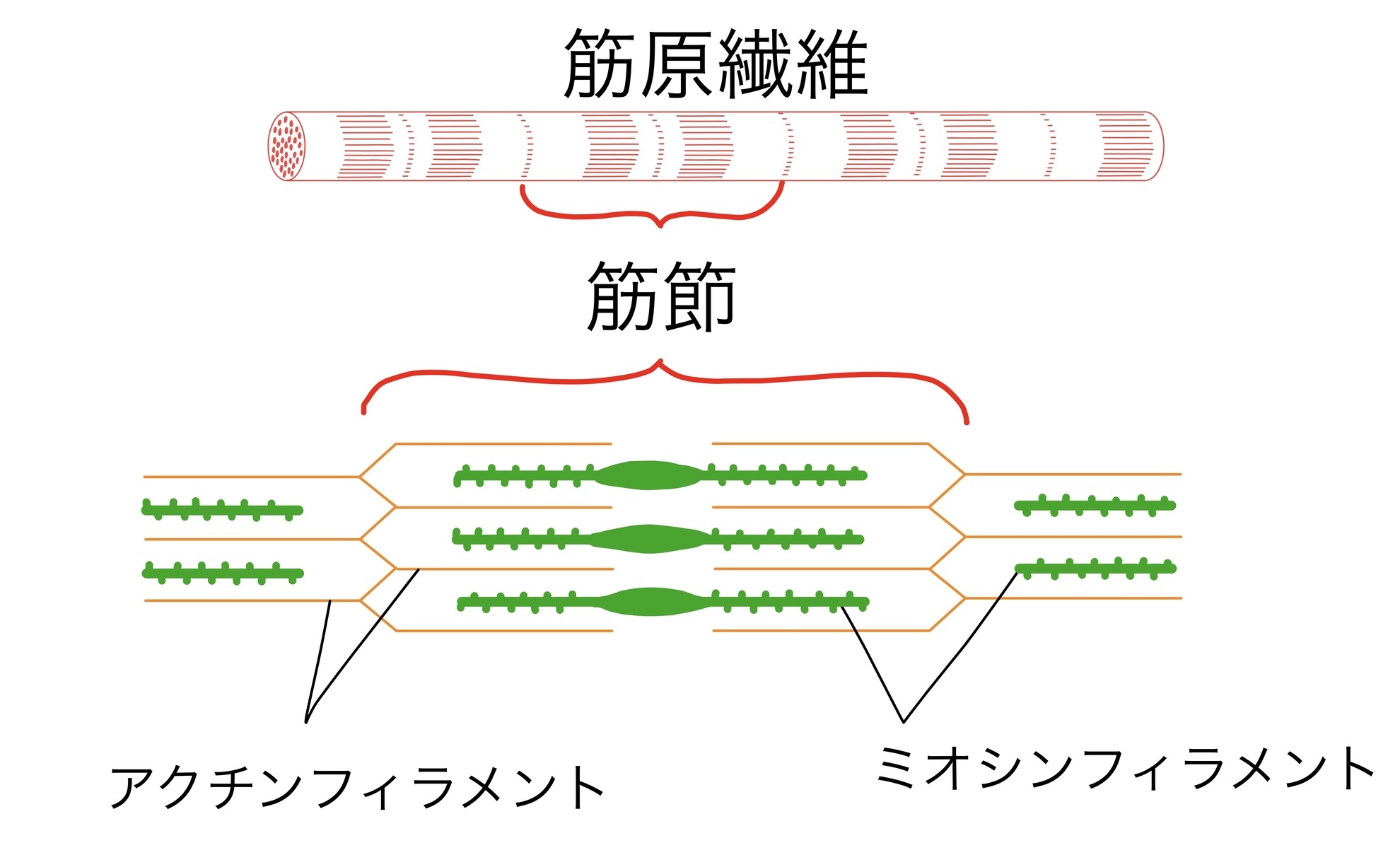 筋節(アクチンフィラメントとミオシンフィラメント).PNG