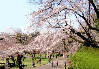 千葉県市川市のカイロプラクティック整体院のお花見　里見公園１