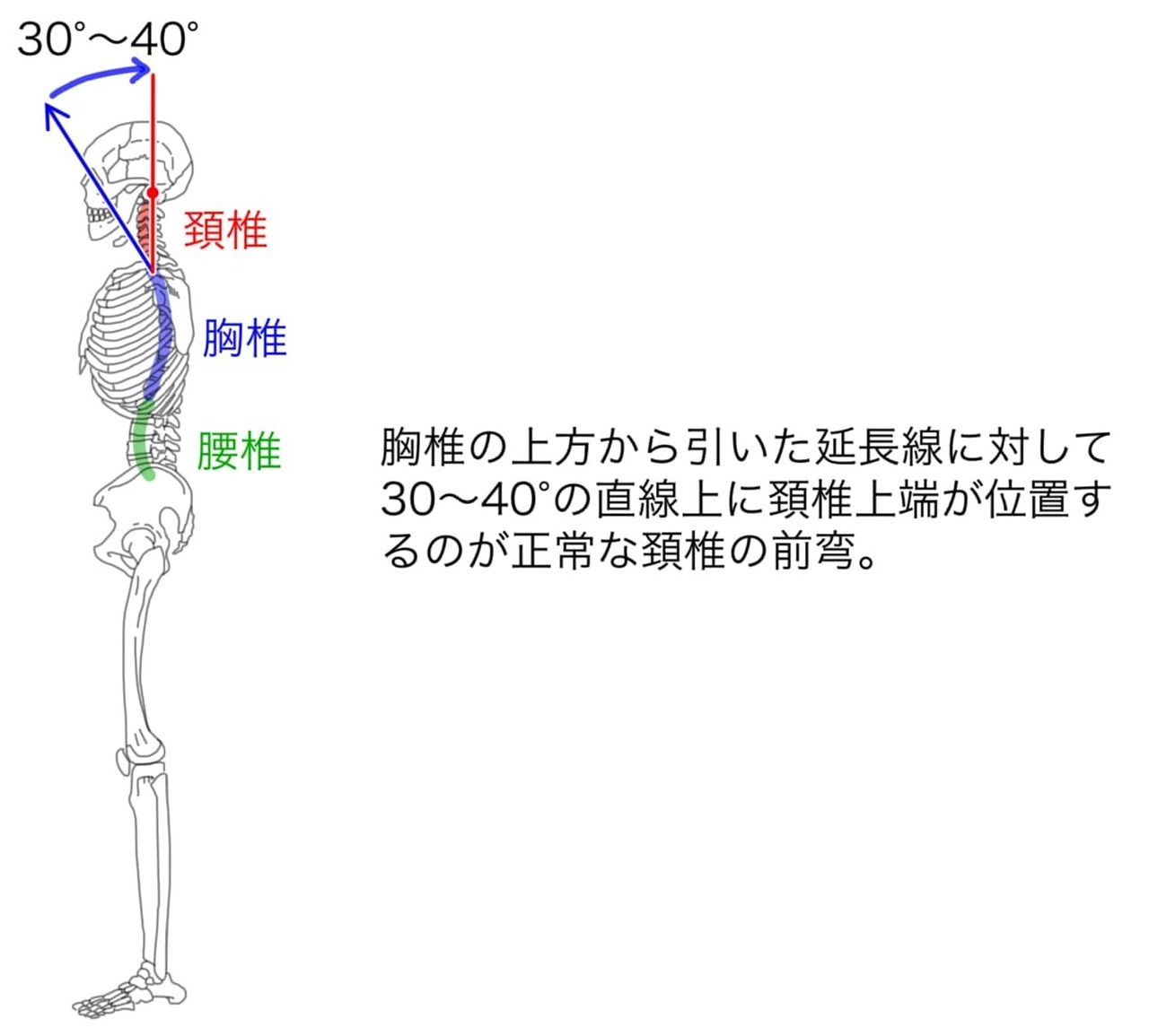 【市川整体院】ストレートネック｜正常な頚椎角度.jpg