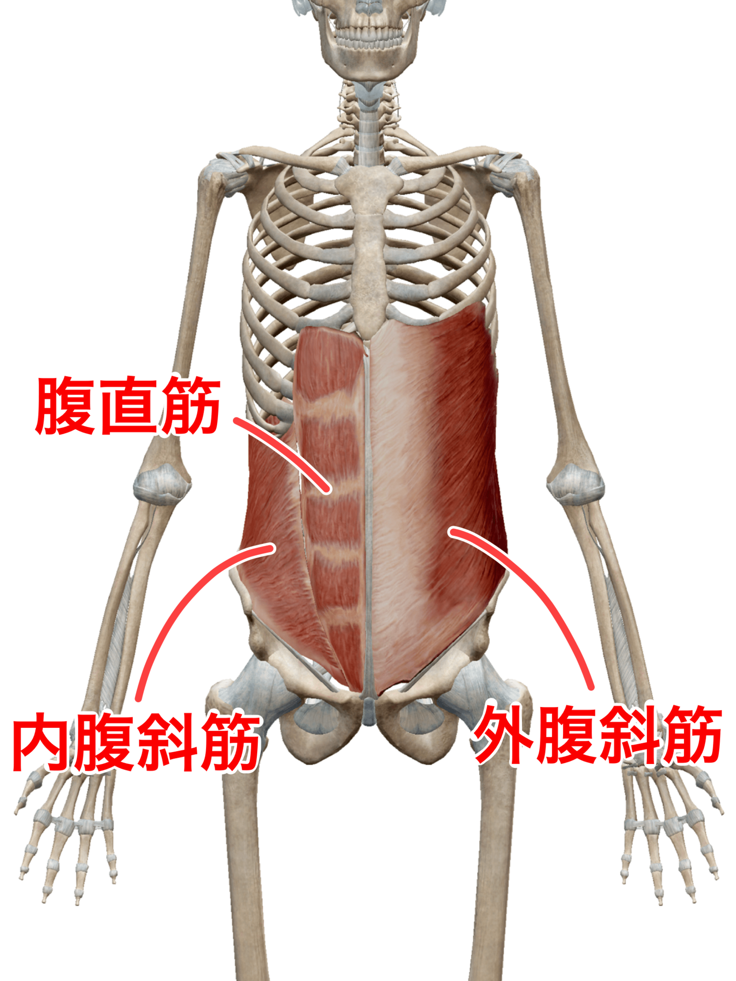 腹直筋・外腹斜筋・内腹斜筋.png