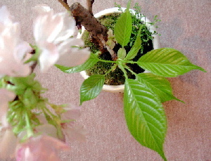 桜１１・千葉県市川市のカイロプラクティック整体院の頂き物