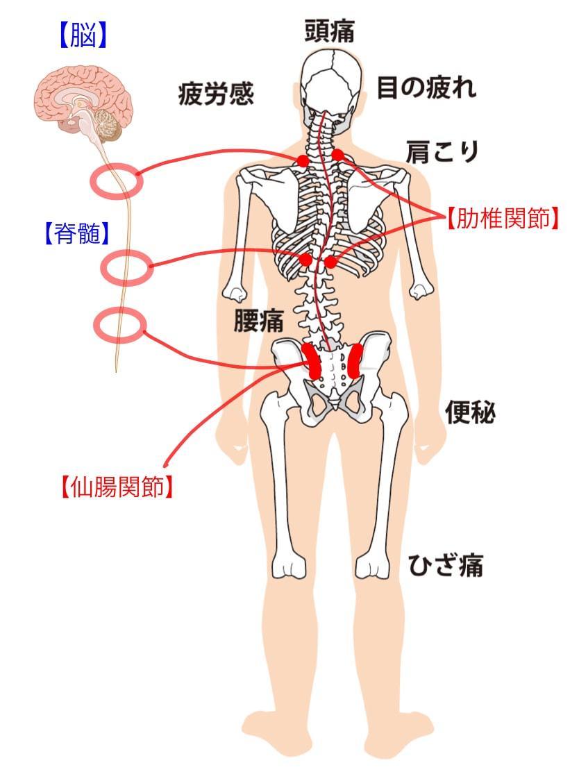 仙腸・肋椎関節と脳・脊髄.jpeg