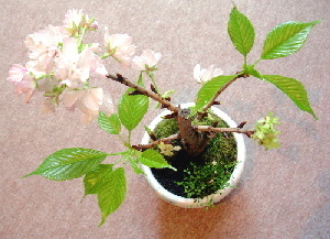 桜１０・千葉県市川市のカイロプラクティック整体院の頂き物