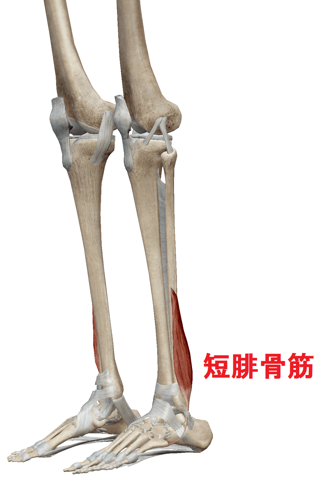 短腓骨筋.png