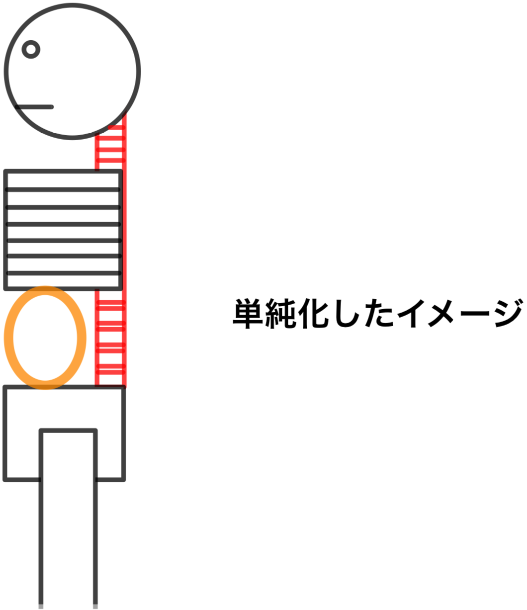 市川整体院猫背矯正「前後の支柱の単純イメージ」