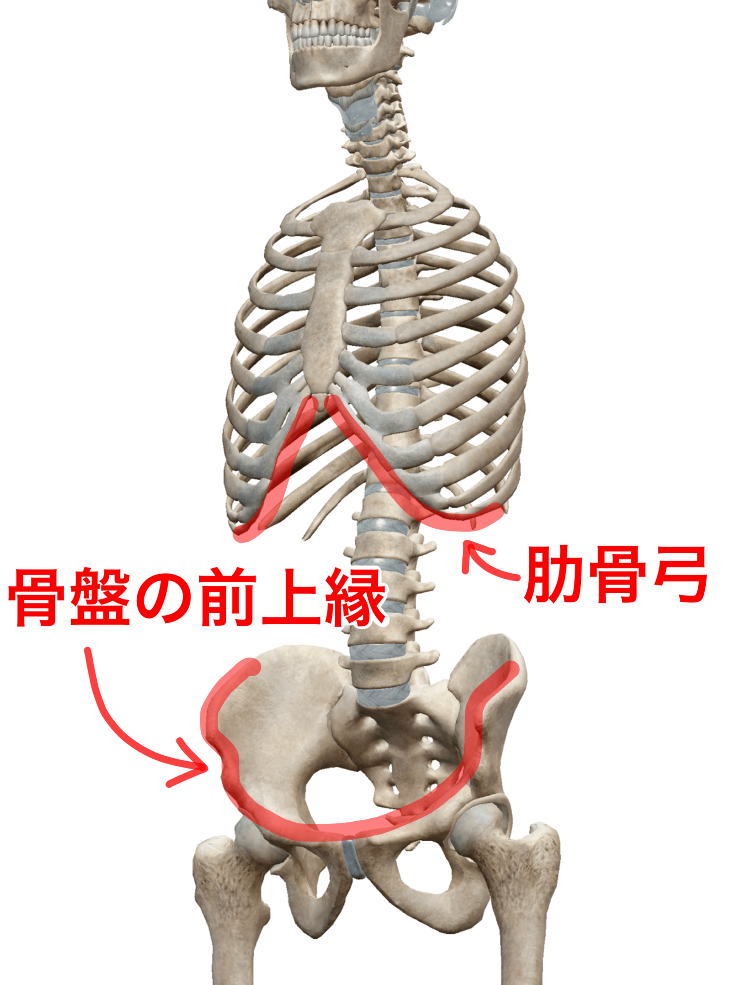 肋骨弓と骨盤上縁.png