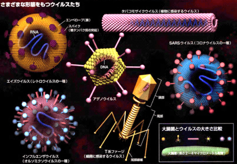 出典：Newton　細胞のしくみ｜市川整体院bodytalk.png