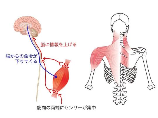 整体法 - 市川整体院【body talk】カイロプラクティック、慢性